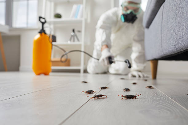 Post-Treatment Bed Bug Interceptor Monitoring in Kemah